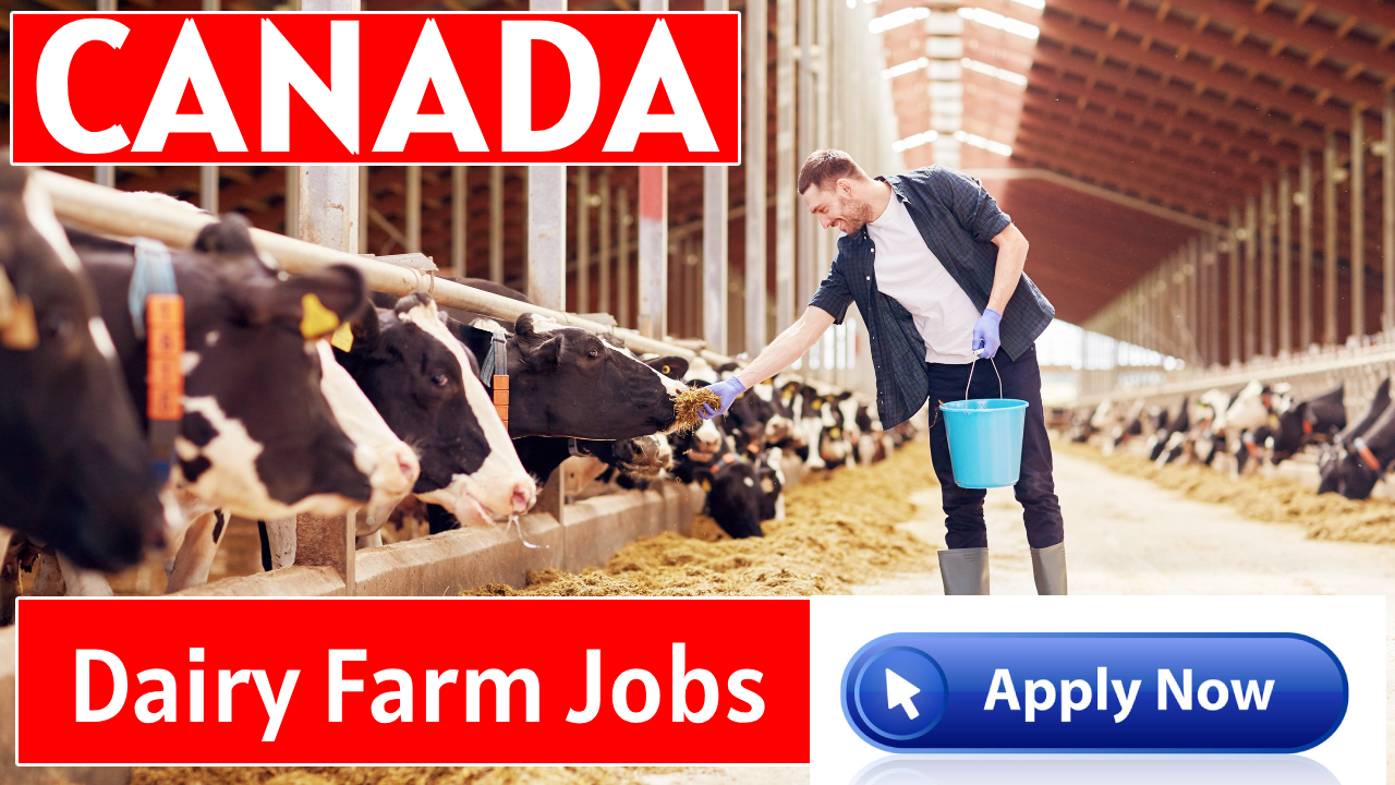 Dairy Farm Jobs in Canada