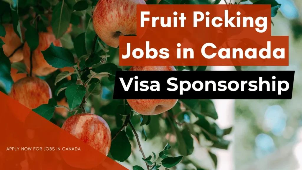 Fruit Picking Jobs in Canada for International Workers